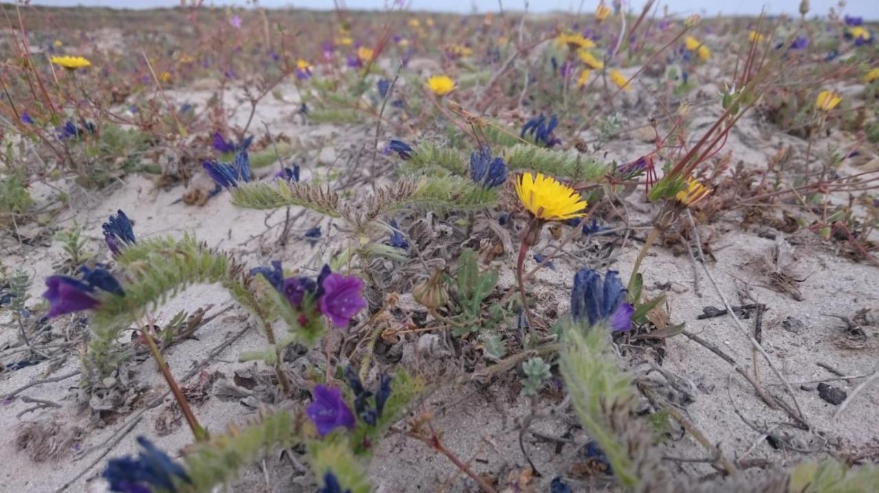El Molino De Viento Flat Lägenhet San Pedro del Pinatar Exteriör bild